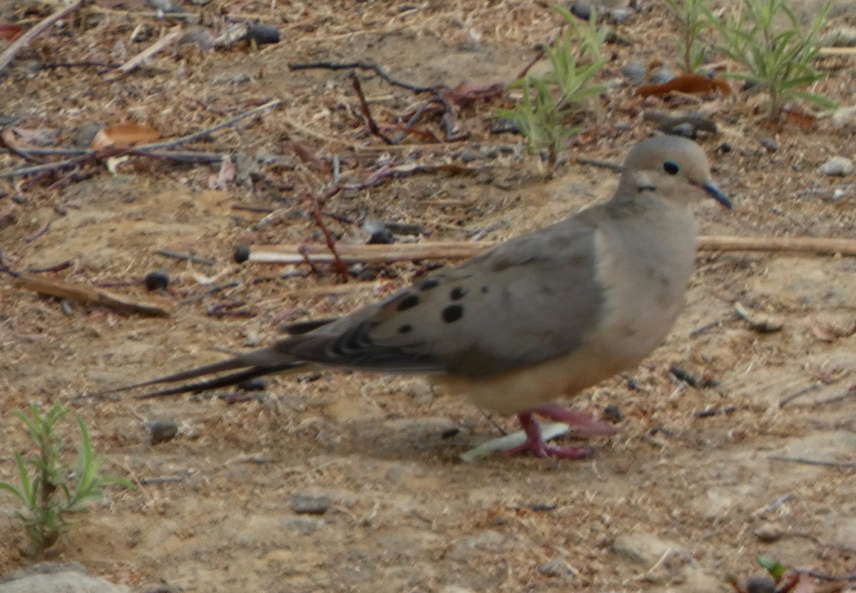 Mourning Dove - ML471889121