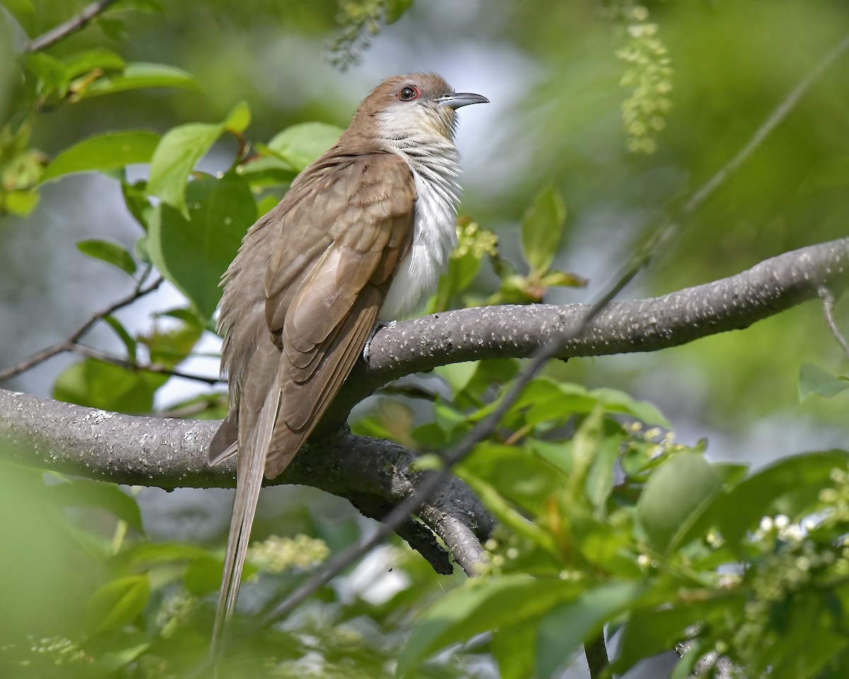 Black-billed Cuckoo - Ed McAskill