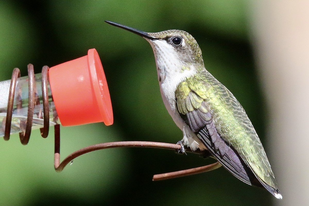 Ruby-throated Hummingbird - Nancy Villone