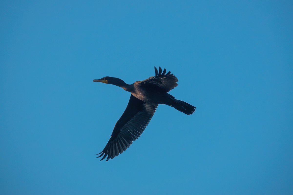 Cormoran à aigrettes - ML471889901