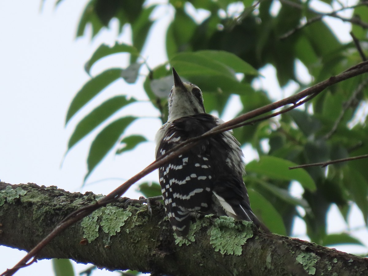 Hairy Woodpecker - ML471890031