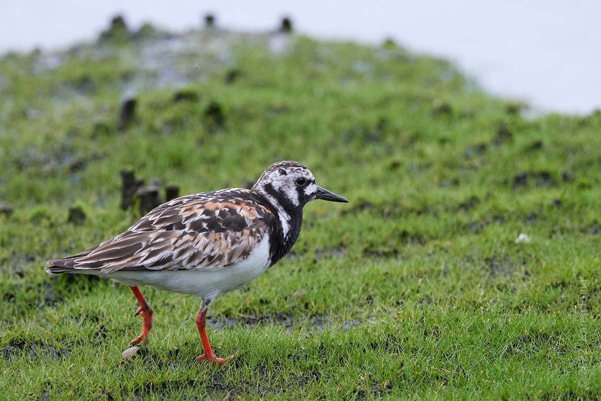 Ruddy Turnstone - ML471890151