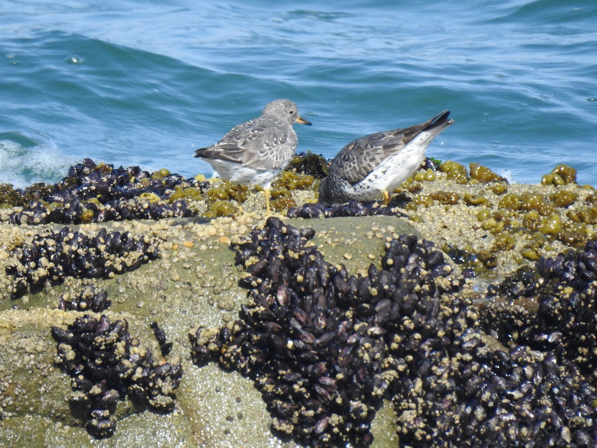 Surfbird - ML471890741