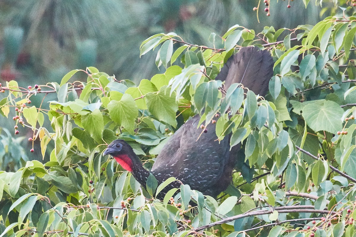 Crested Guan - ML471892011