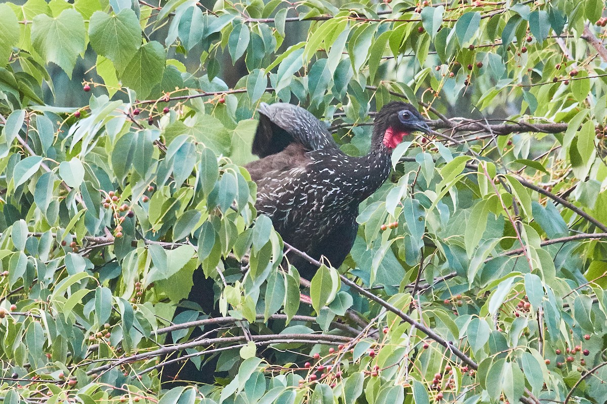 Crested Guan - ML471892021