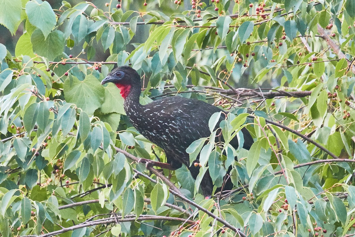 Crested Guan - ML471892031