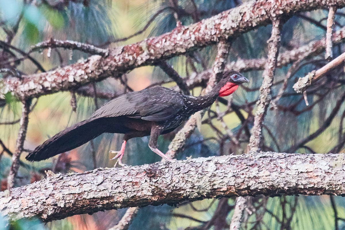 Crested Guan - ML471892041