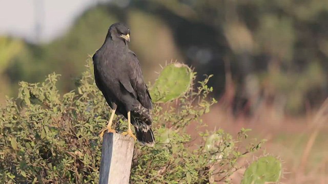 káně velká (ssp. urubitinga) - ML471892261