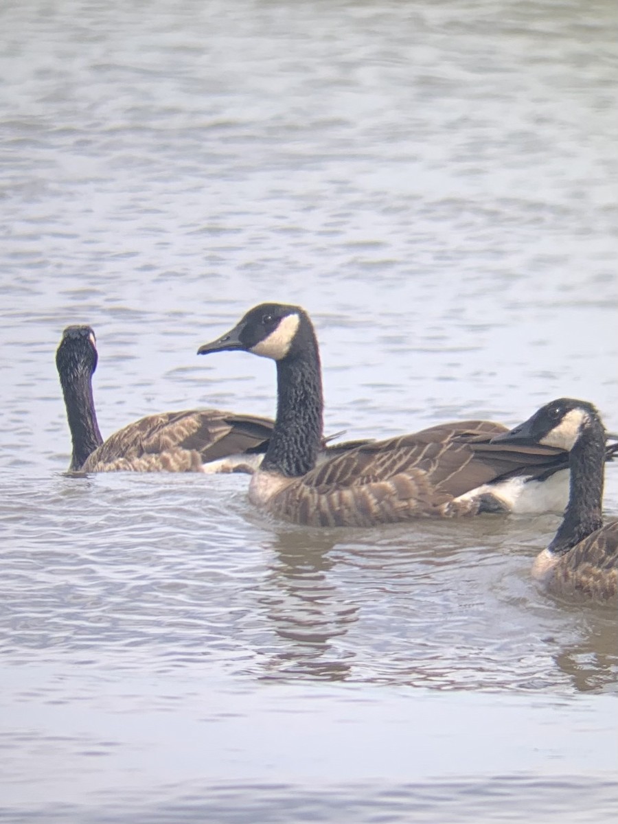 Canada Goose - ML471893551