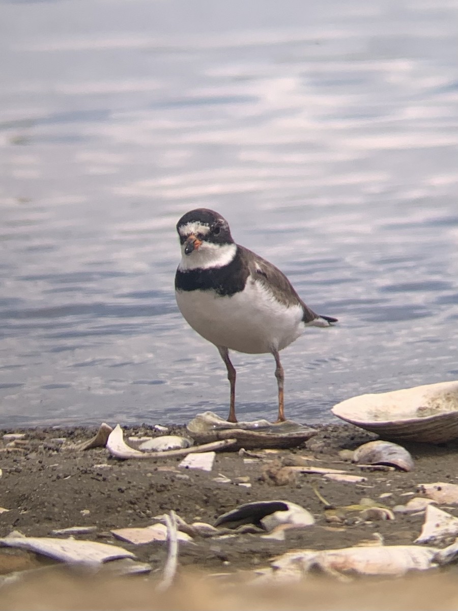 Semipalmated Plover - ML471893721