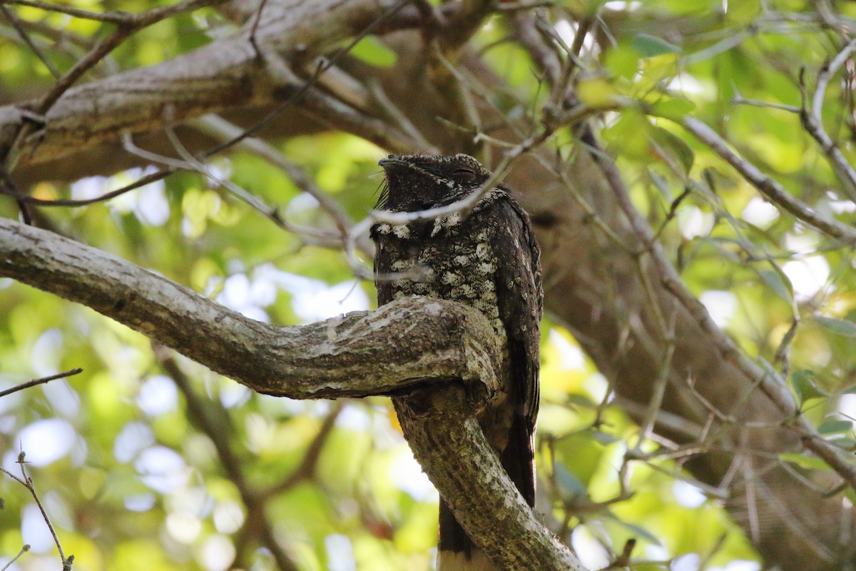 Cuban Nightjar - ML471895411