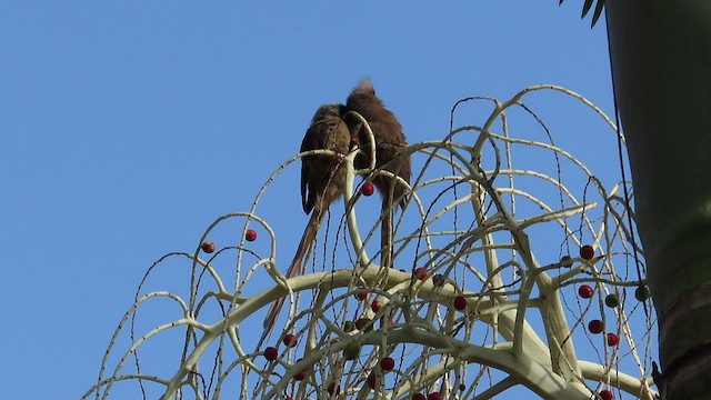 Speckled Mousebird - ML471898021