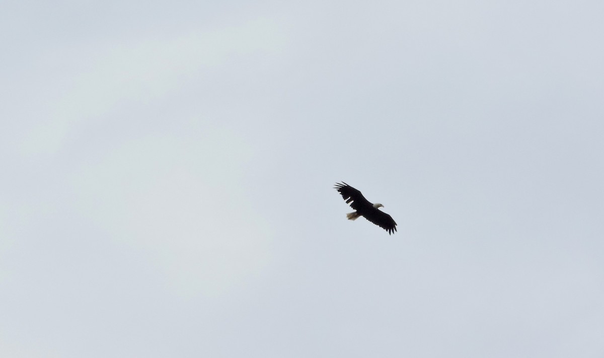 Bald Eagle - Charlene van de Kamp