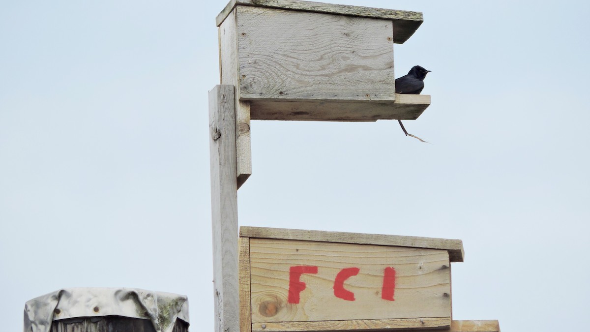 Purple Martin - ML471899161