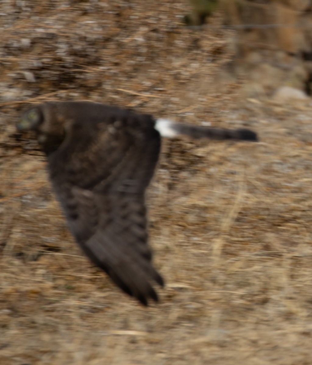 Cinereous Harrier - Lindy Fung