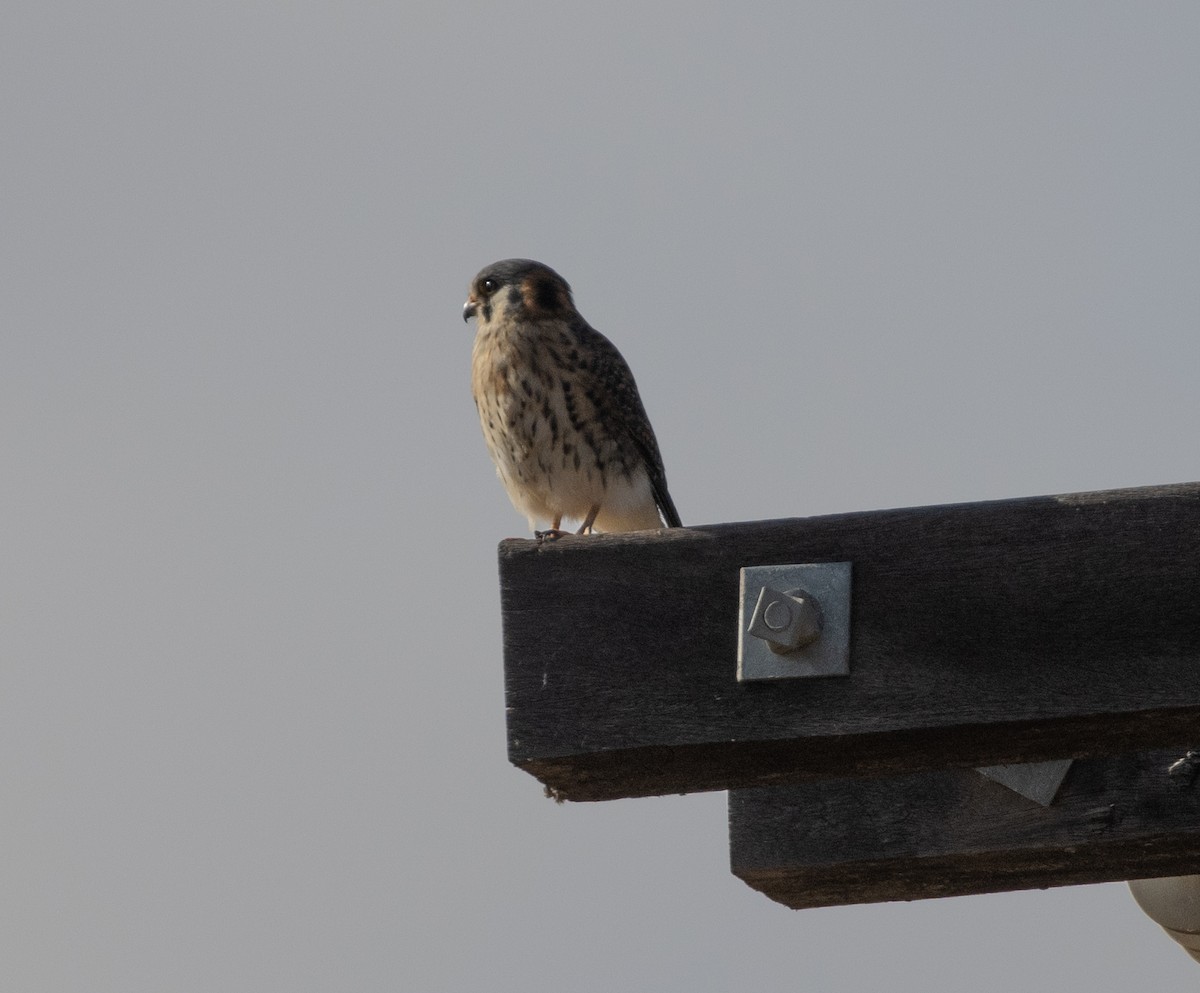 American Kestrel - Lindy Fung