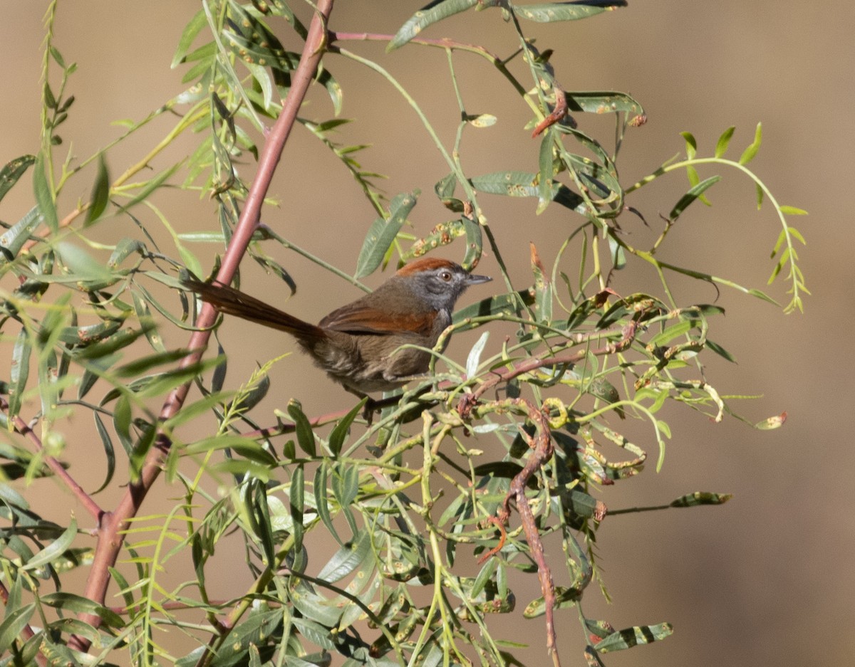 Sooty-fronted Spinetail - Lindy Fung