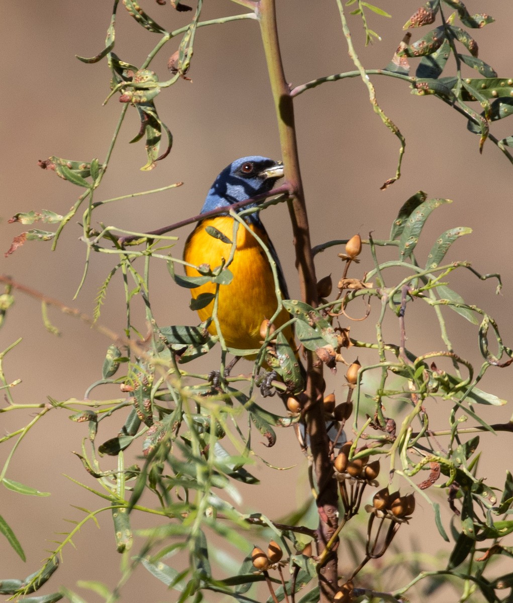 Blue-and-yellow Tanager - Lindy Fung