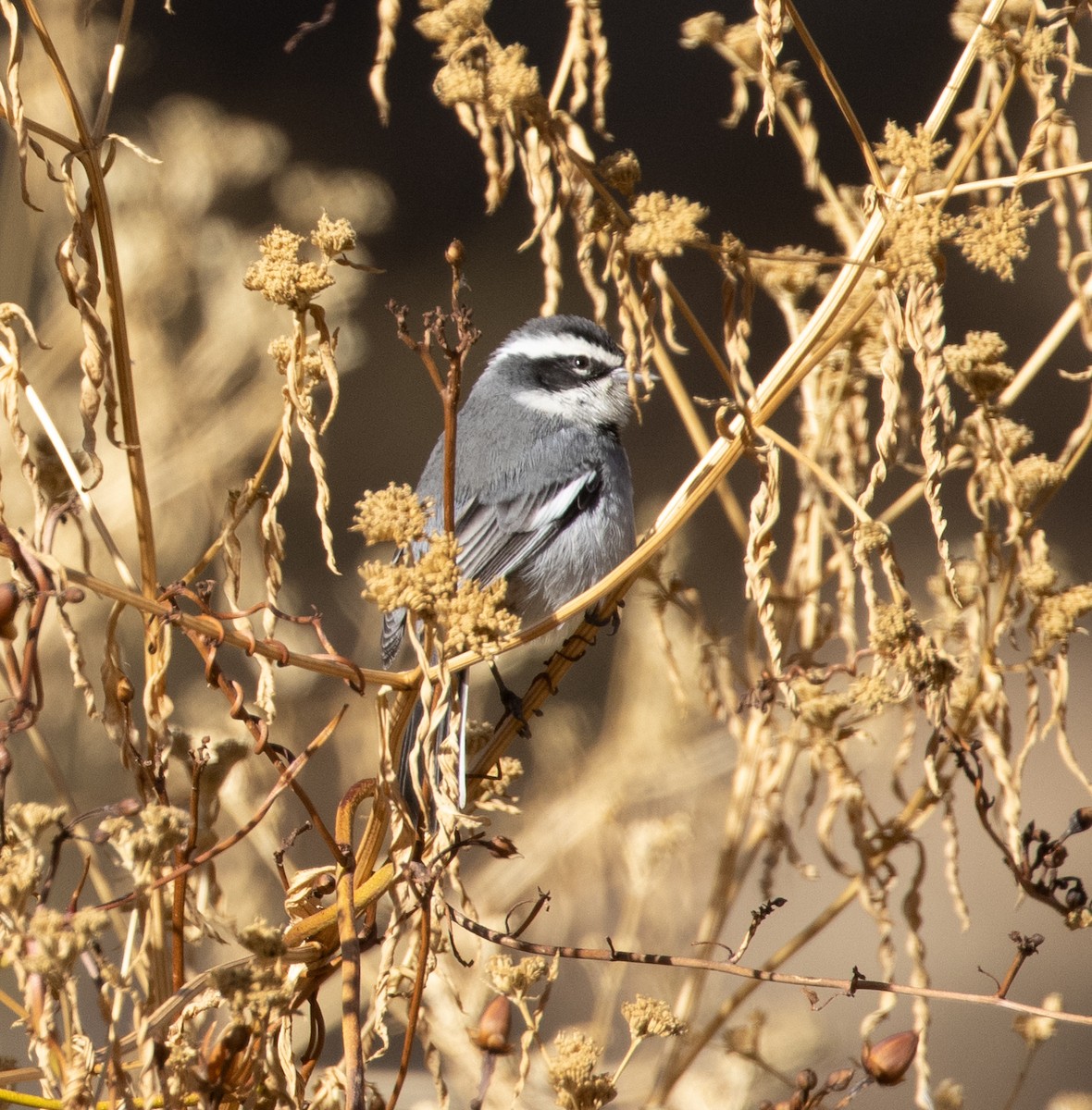 Ringed Warbling Finch - Lindy Fung