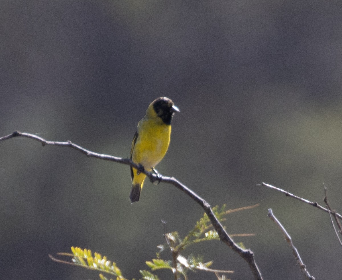 Hooded Siskin - Lindy Fung