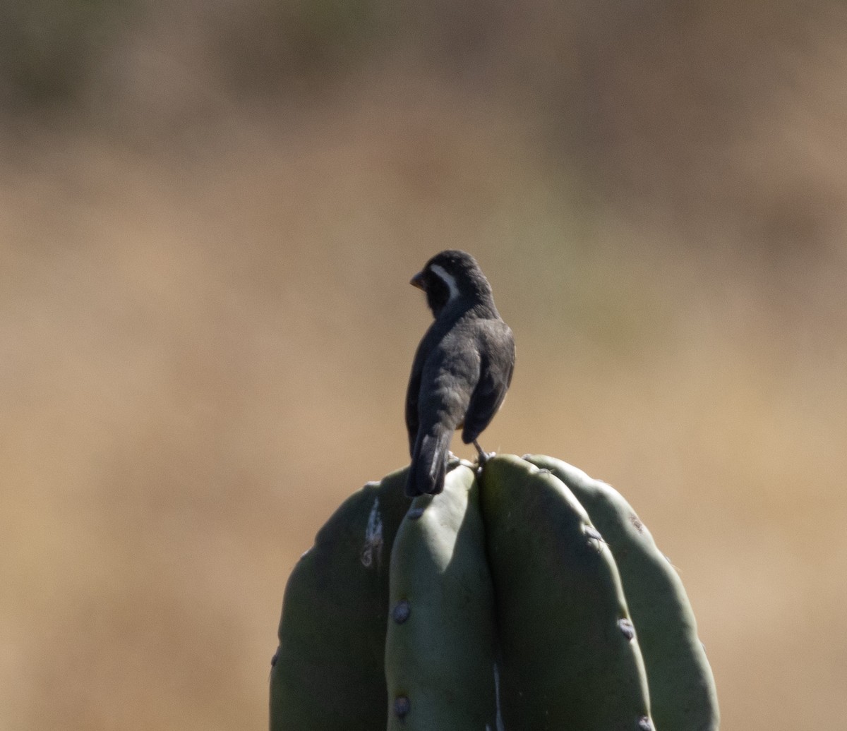 Golden-billed Saltator - ML471899711