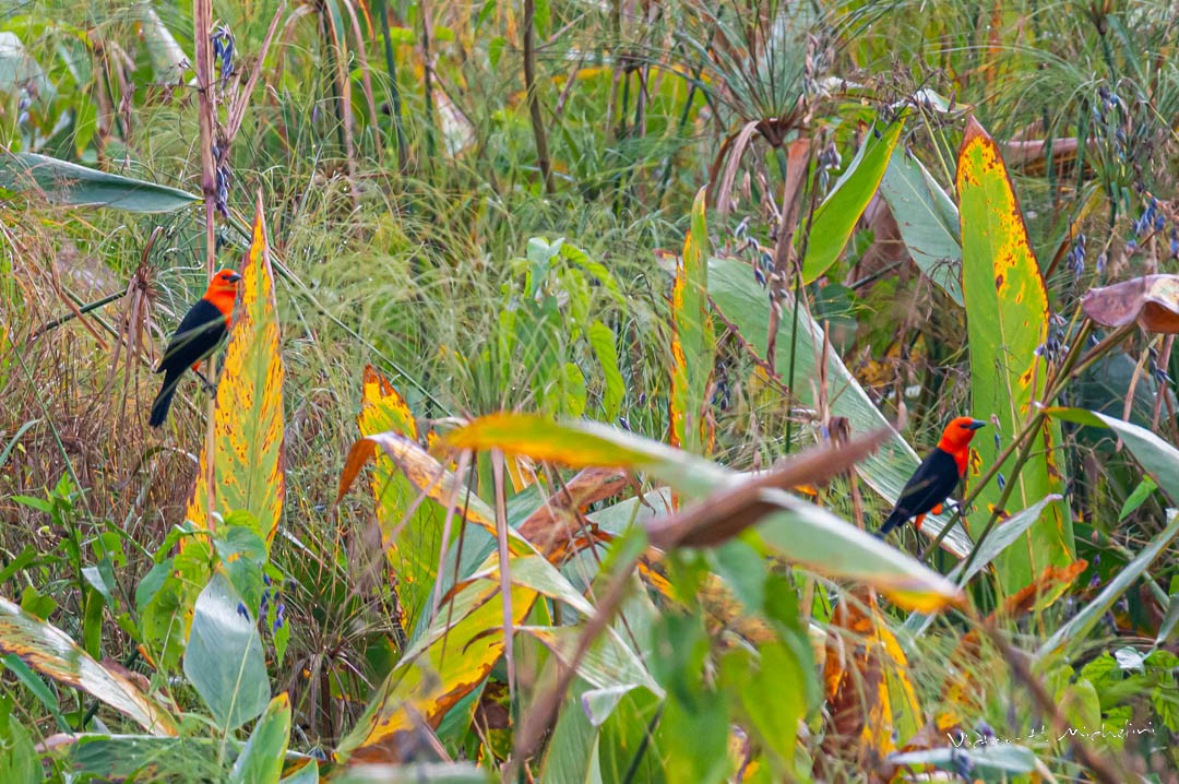 Scarlet-headed Blackbird - Victor Hugo Michelini