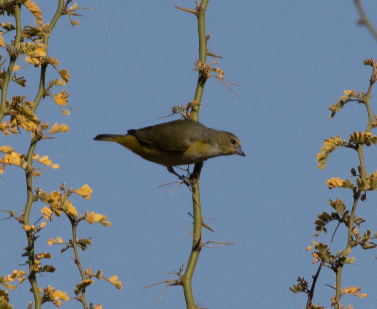 Purple-throated Euphonia - Lindy Fung