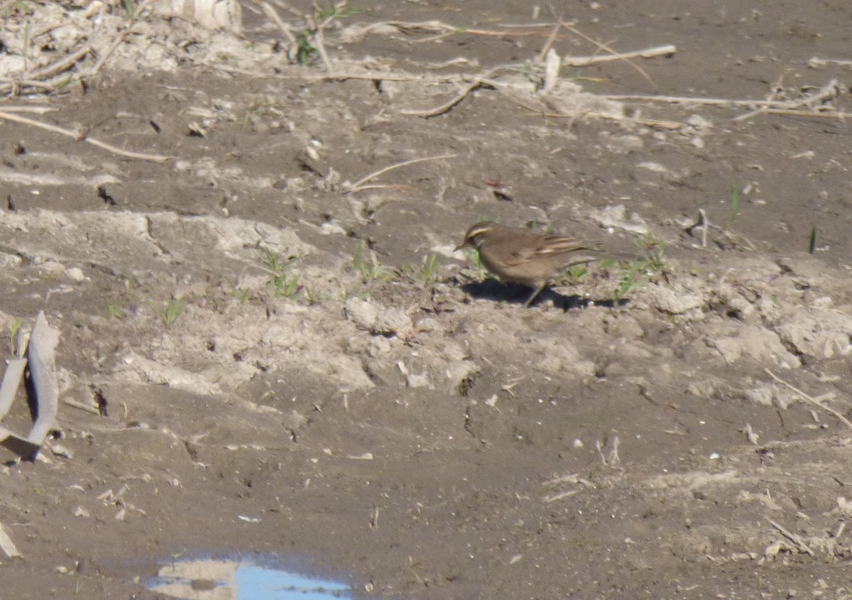 Buff-winged Cinclodes - ML471901001