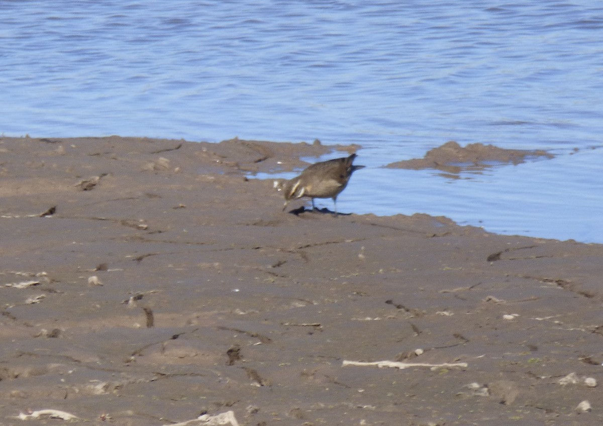 Buff-winged Cinclodes - ML471901091