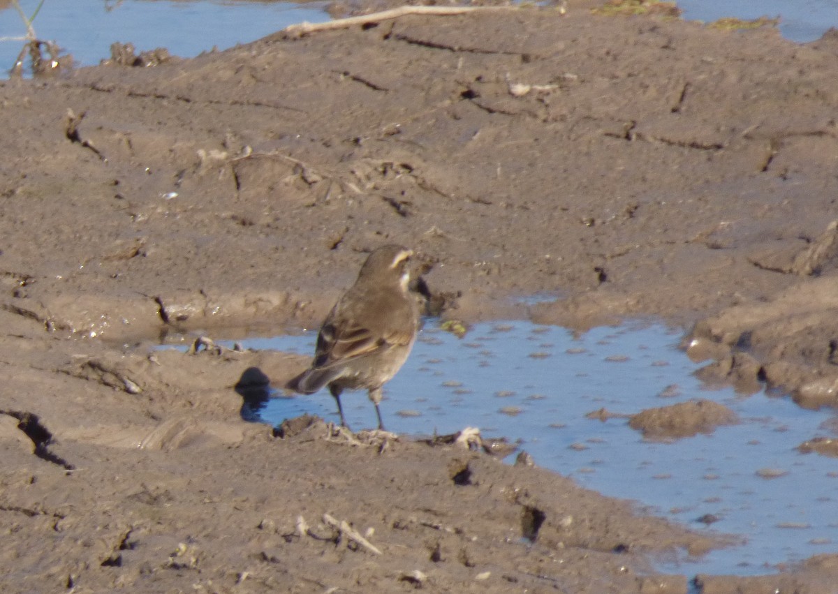 Buff-winged Cinclodes - ML471901111