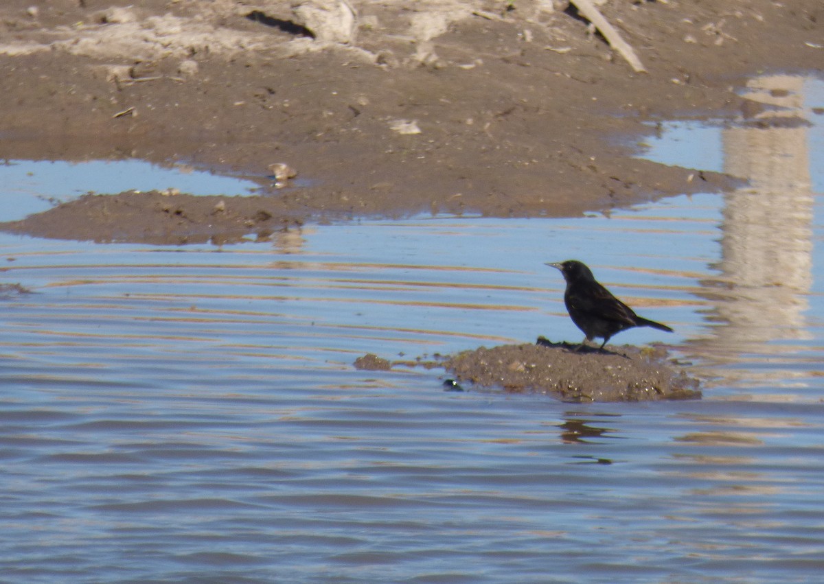 Yellow-winged Blackbird - ML471901251