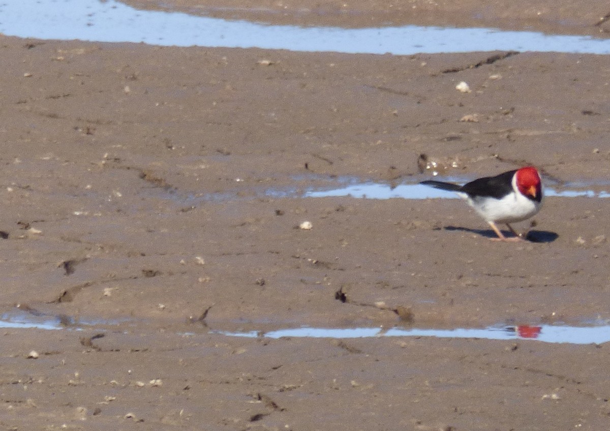 Yellow-billed Cardinal - ML471901741