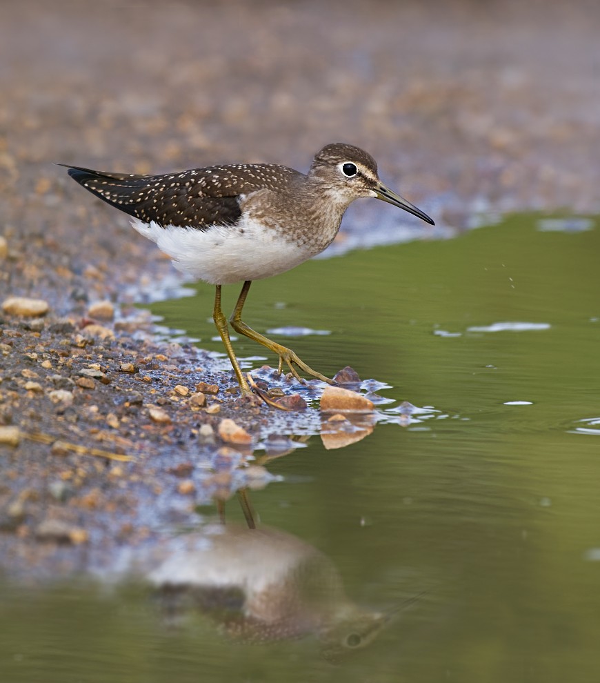 Solitary Sandpiper - ML471902731