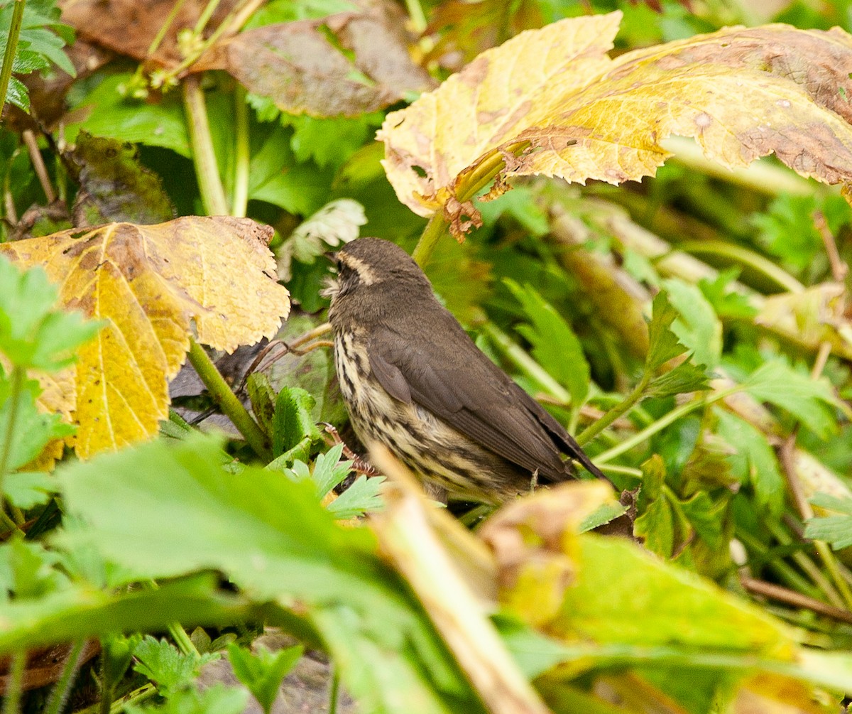 Northern Waterthrush - Scott Fischer