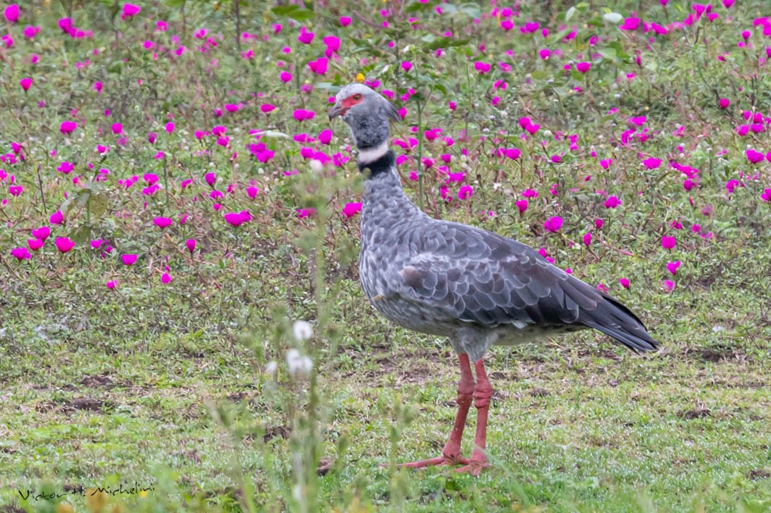 Southern Screamer - ML471903111