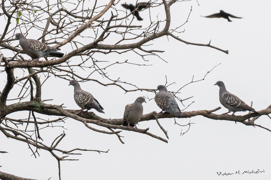 Spot-winged Pigeon - ML471903151