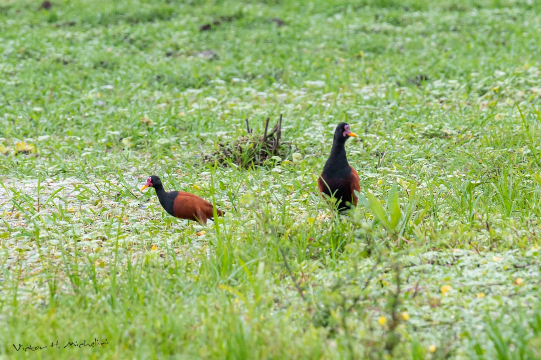 Wattled Jacana - ML471903171