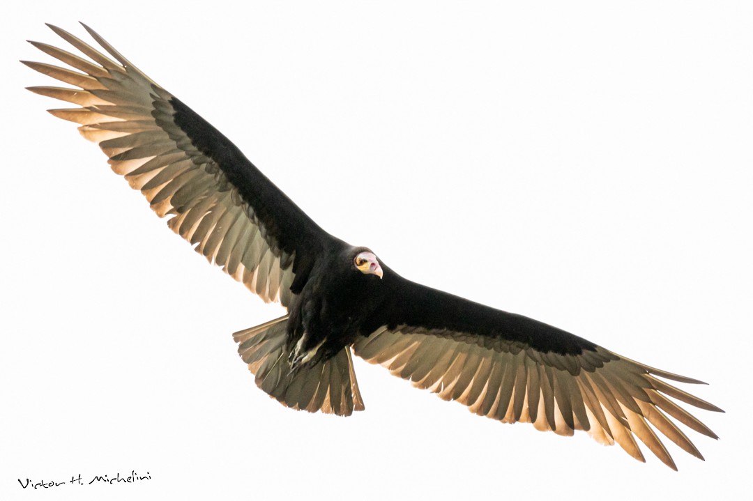 Lesser Yellow-headed Vulture - ML471903191