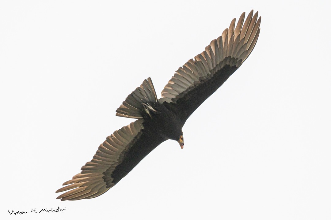 Lesser Yellow-headed Vulture - ML471903201