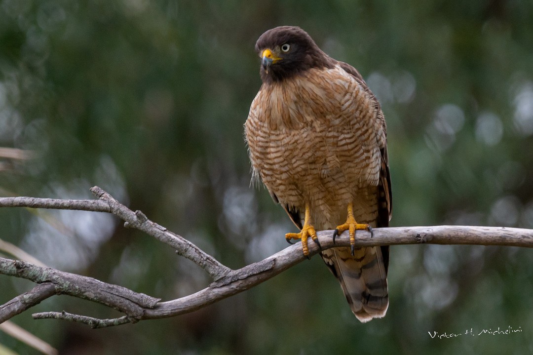 Roadside Hawk - ML471903291