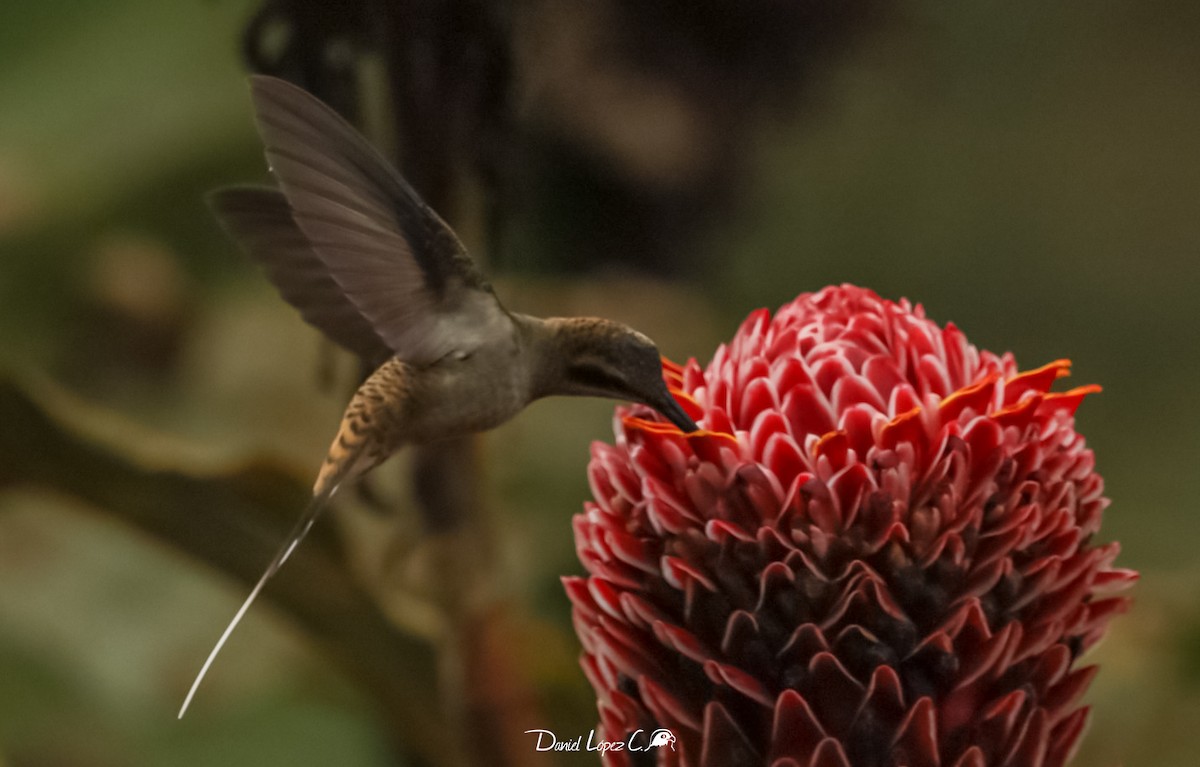 Длинноклювый колибри-отшельник - ML471905441