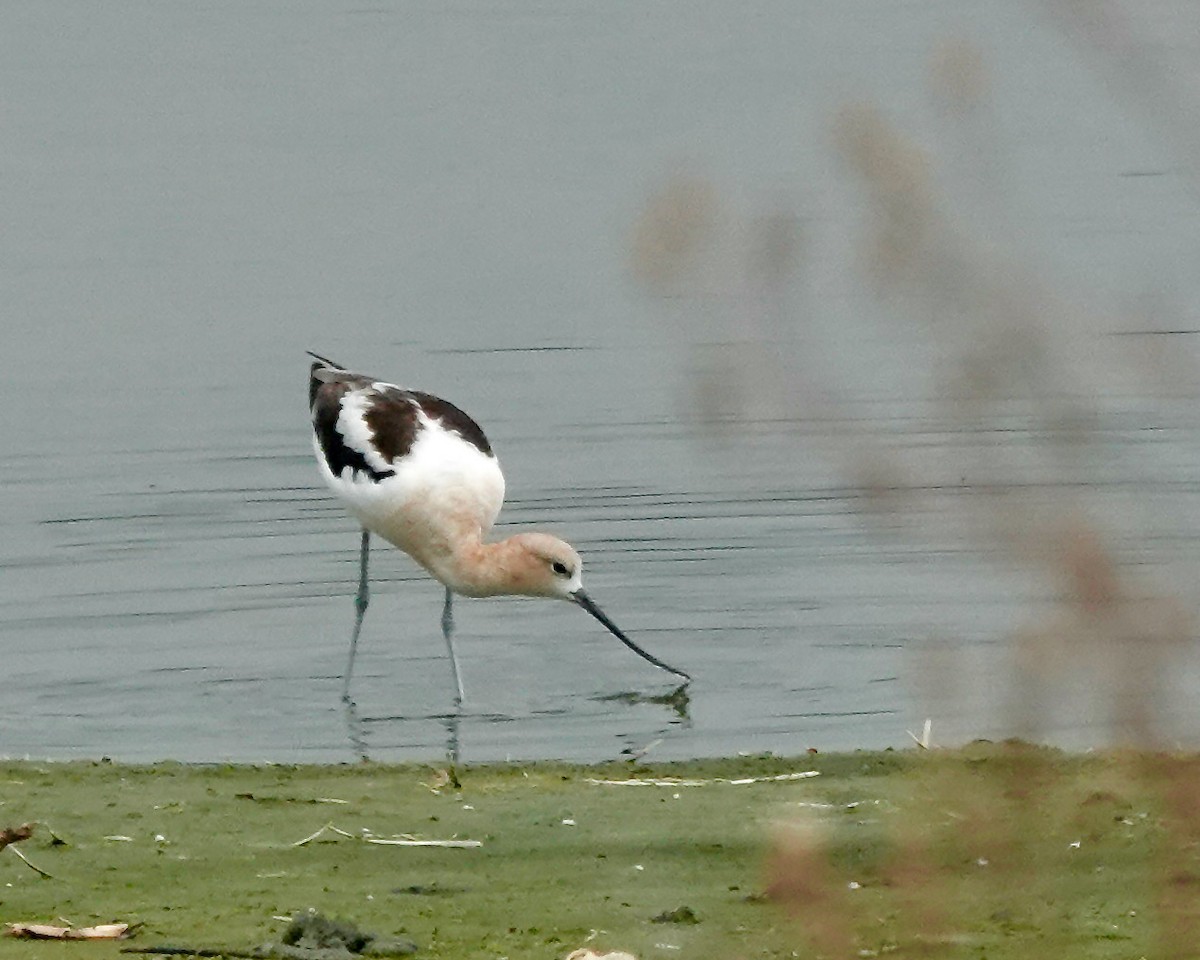 American Avocet - ML471905831