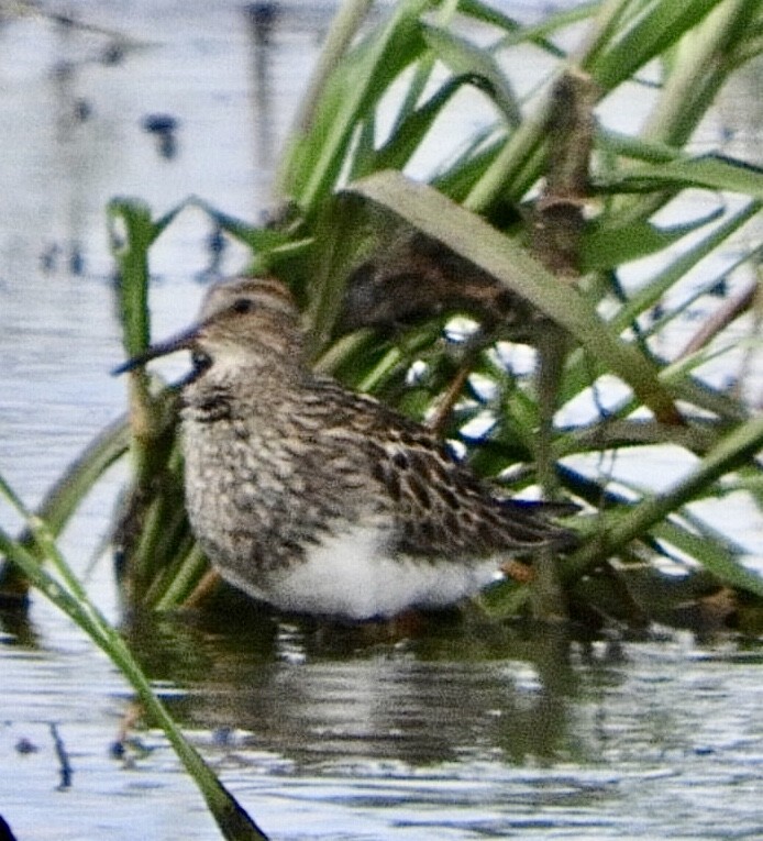 Bécasseau à poitrine cendrée - ML471907861