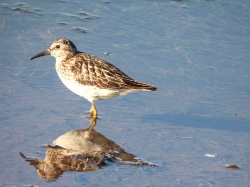 Least Sandpiper - ML471908241