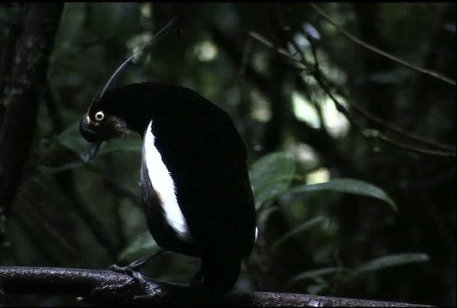 Carola's Parotia - ML471909