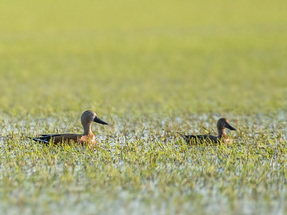 Red Shoveler - ML471909341
