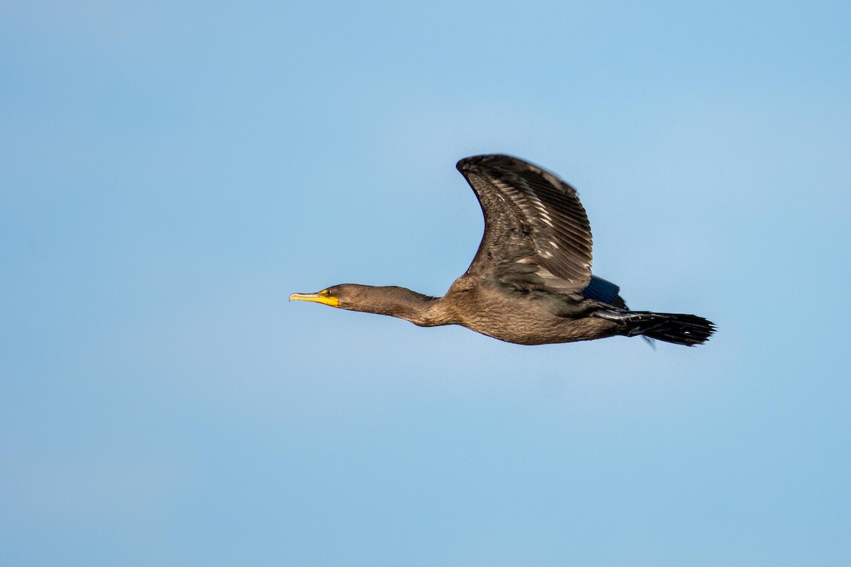 Double-crested Cormorant - ML471910241