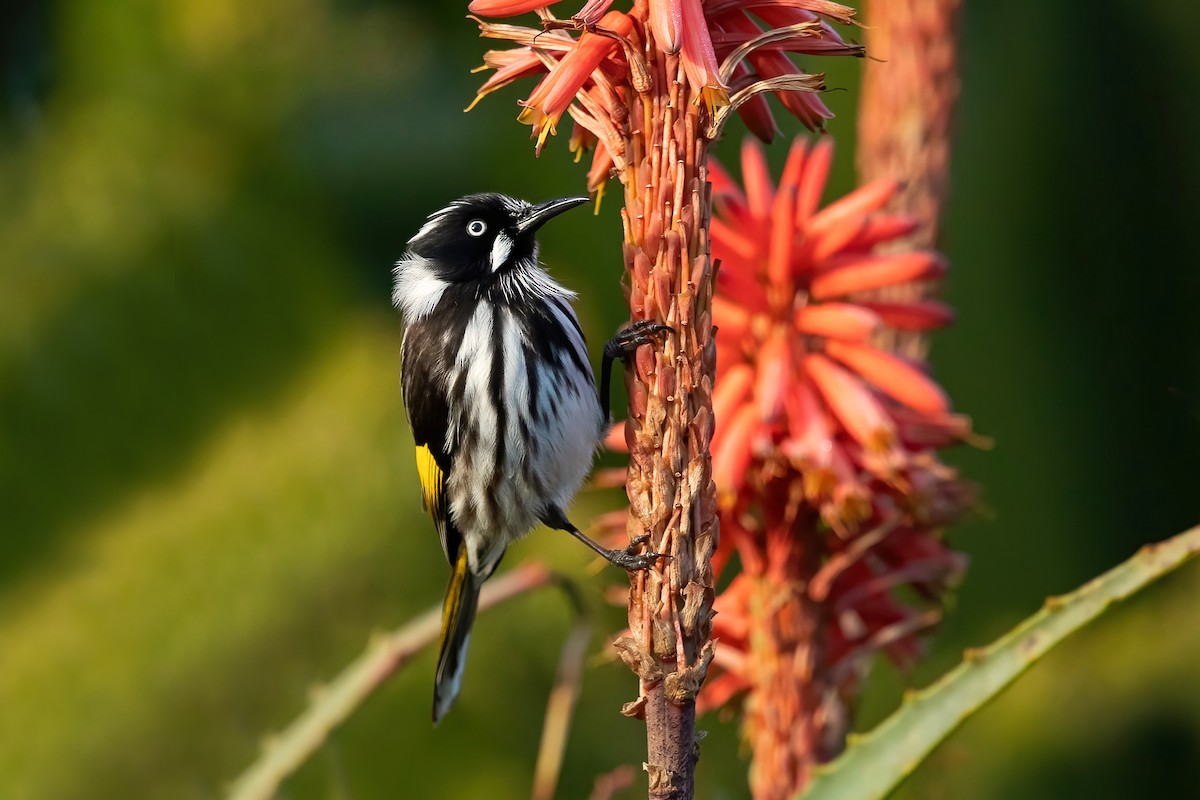 New Holland Honeyeater - ML471910821