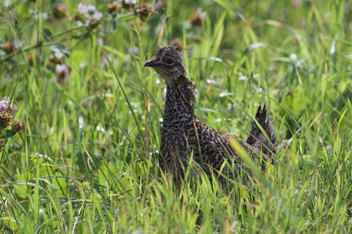 Sharp-tailed Grouse - ML471913741