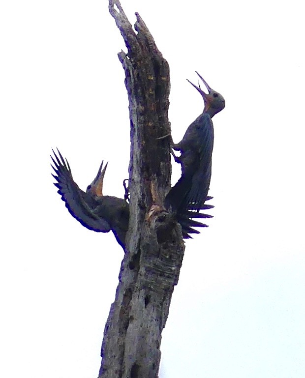 Great Slaty Woodpecker - ML471913991